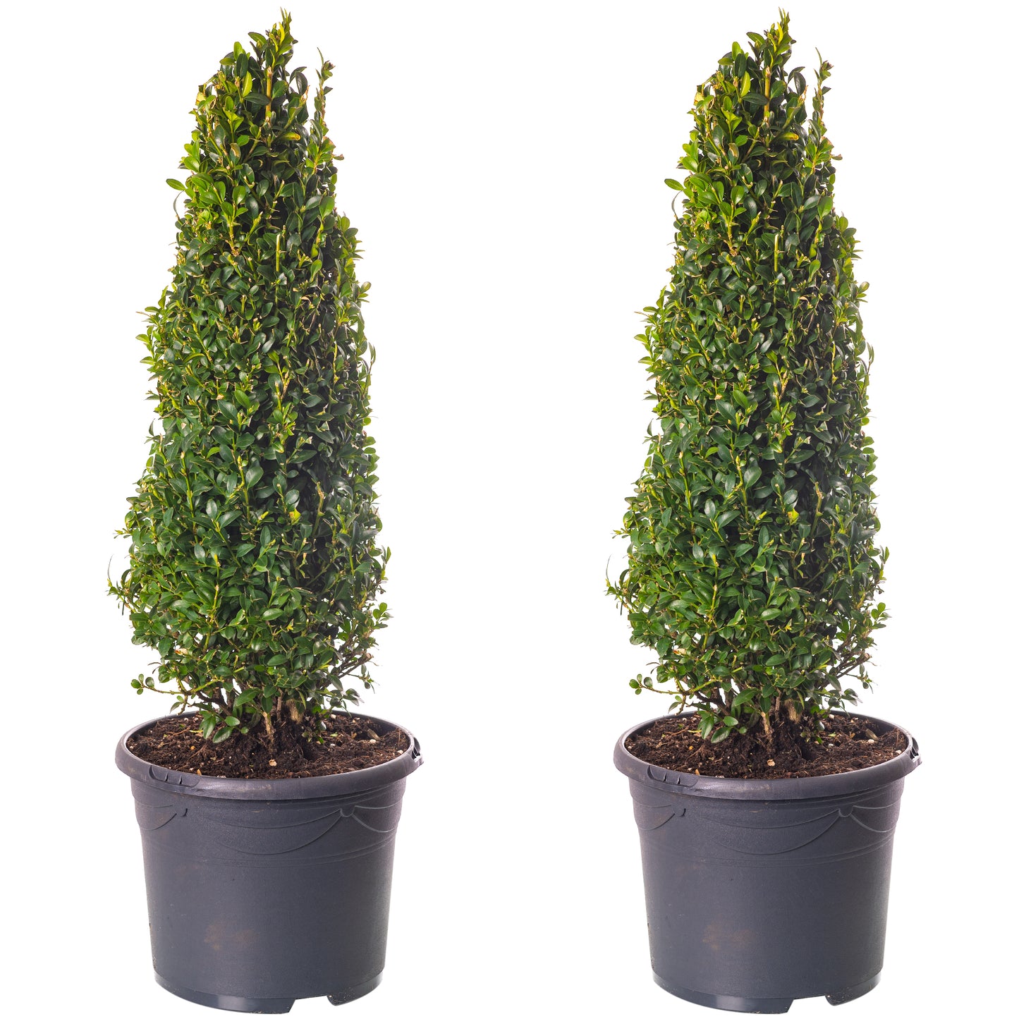 Buxus Pyramid (40-50cm, 2 Pack)