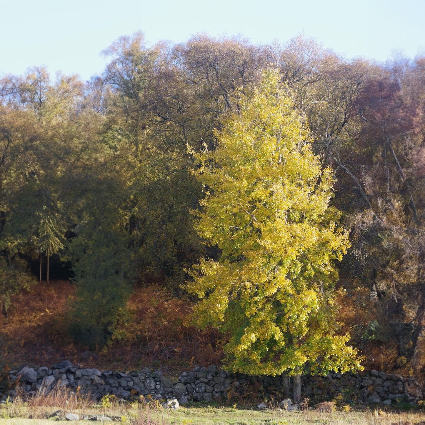 Betula Golden Beauty (12L, 5-6ft)