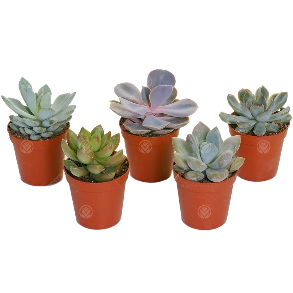 Echeveria Mix (5cm, 5 plants)