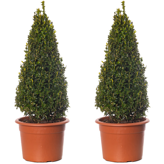 Buxus Pyramid (50-60cm, 2 Pack)