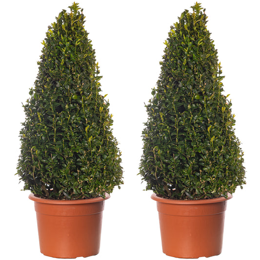 Buxus Pyramid (60-70cm, 2 Pack)