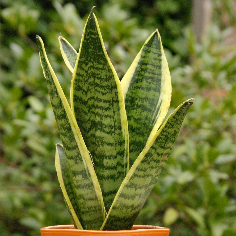 Sanseveria Laurentii (9cm)