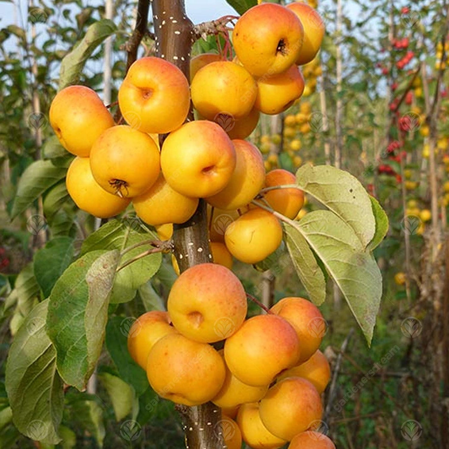 Malus Butterball Tree (12L, 5-6ft)