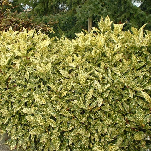 Aucuba Crotonifolia (9cm)
