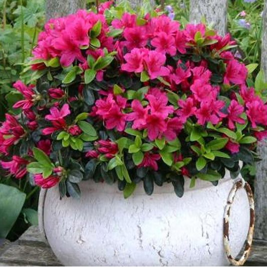 Azalea Pink (9cm)
