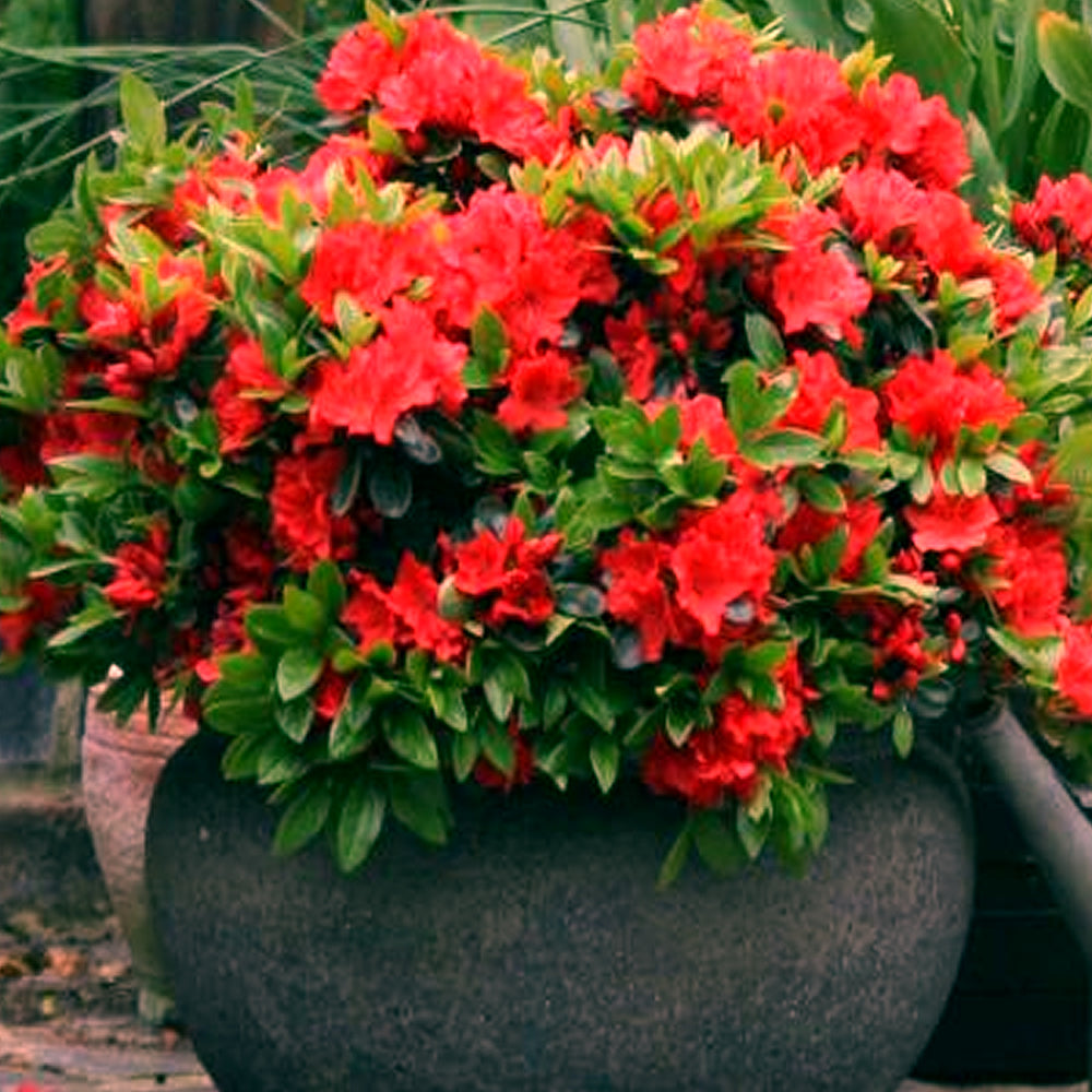 Azalea Red (9cm)