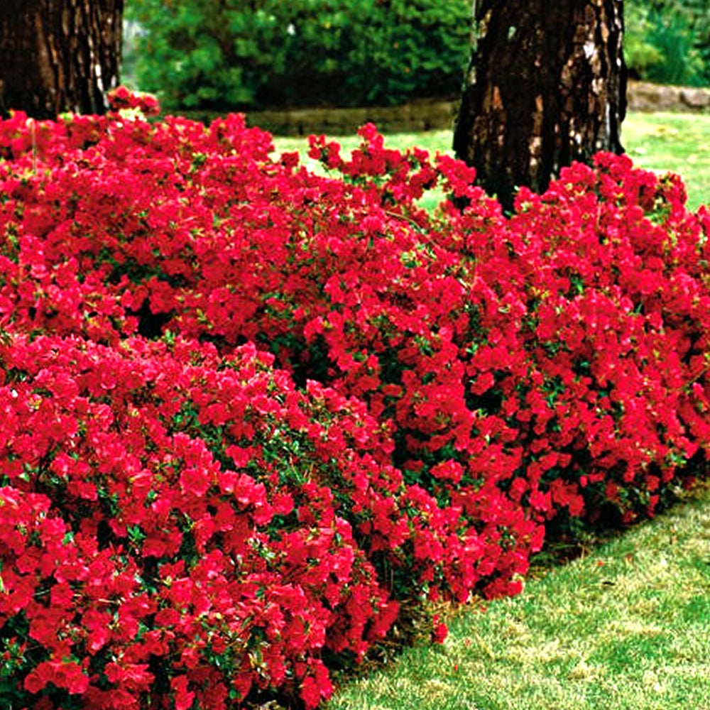 Azalea Red (9cm)