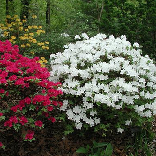 Azalea White (9cm)