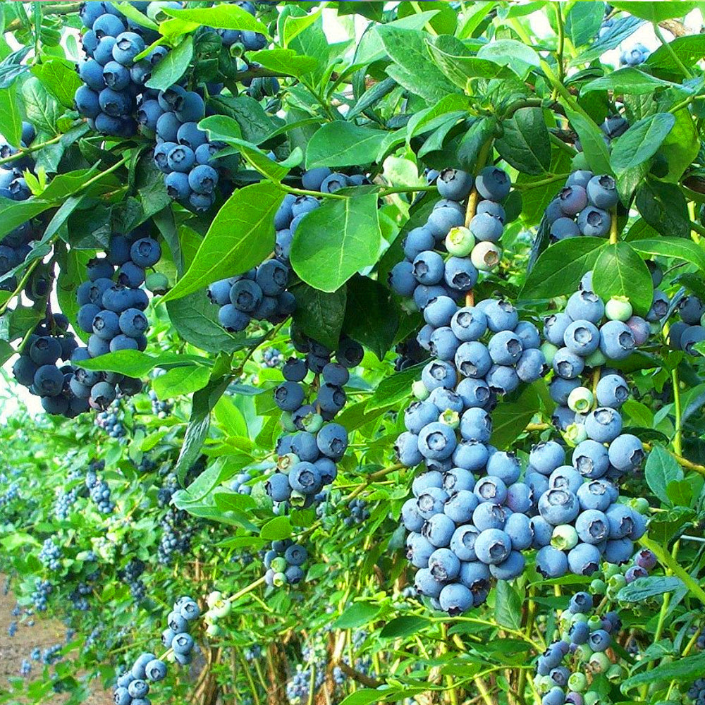 Blueberry Bluecrop (9cm)