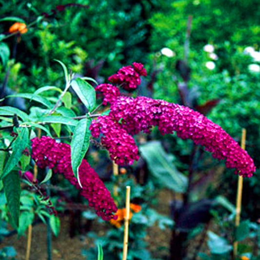Buddleia Royal Red (9cm)