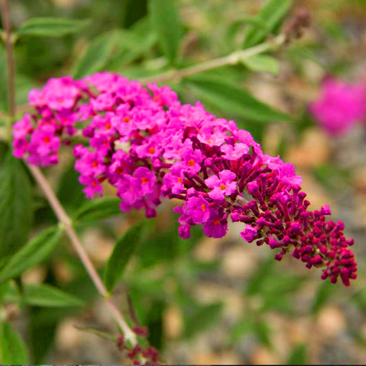 Buddleia Dark Pink (9cm)