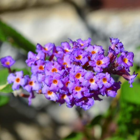 Buddleia Lavender Flow (9cm)
