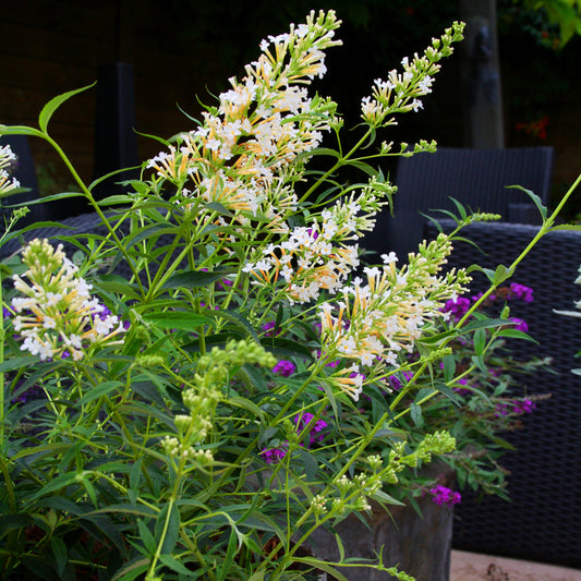 Buddleia Snow White (9cm)