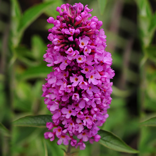 Buddleia Tutti Fruitti (9cm)