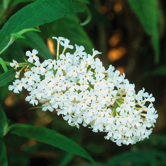 Buddleia Ivory (9cm)