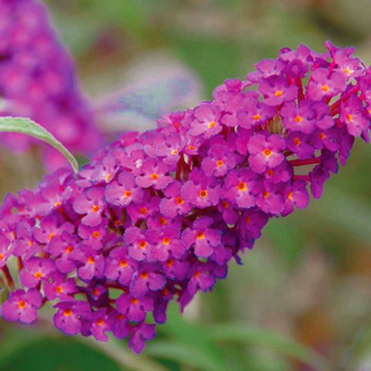 Buddleia Magenta (9cm)