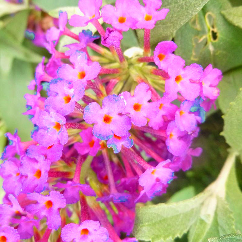Buddleia Magenta (9cm)