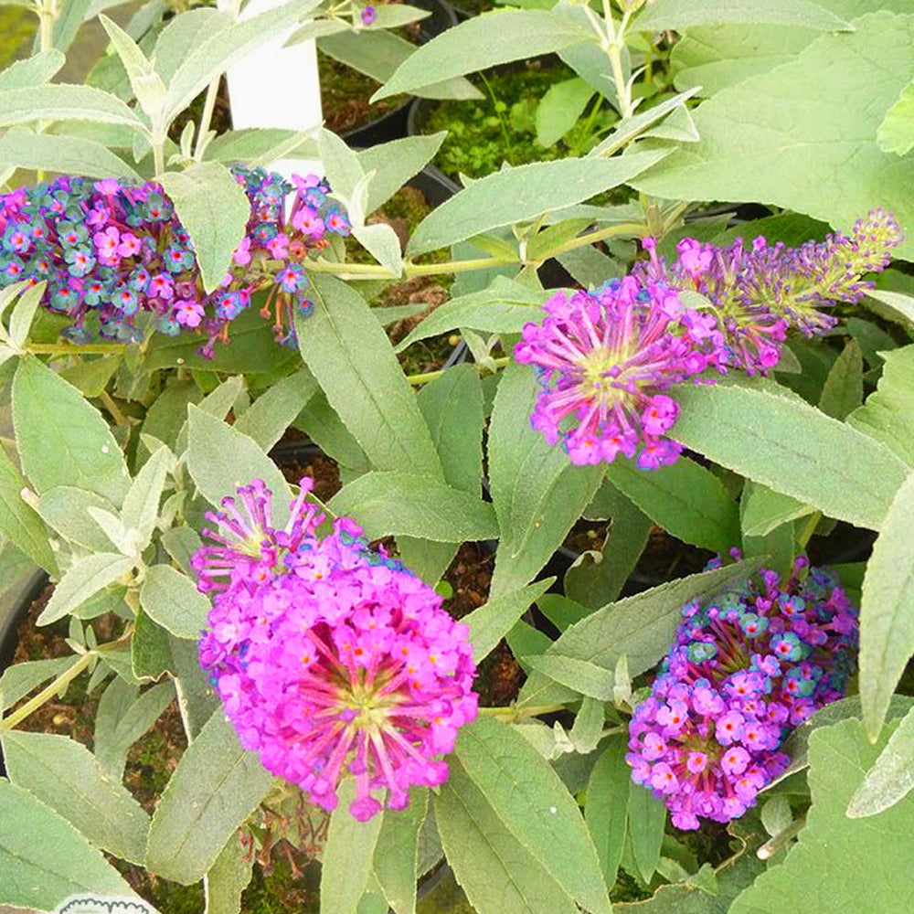 Buddleia Magenta (9cm)