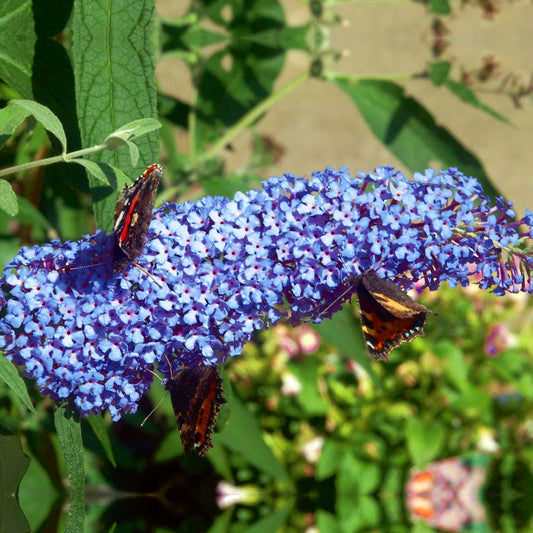 Buddleia Sky Blue (9cm)