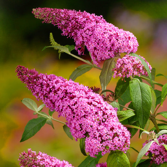 Buddleia Pink Delight (9cm)