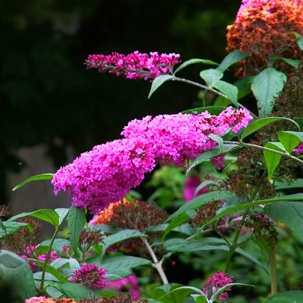 Buddleia Pink Delight (9cm)