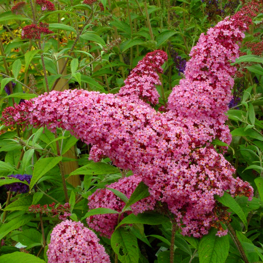 Buddleia Pink Delight (9cm)