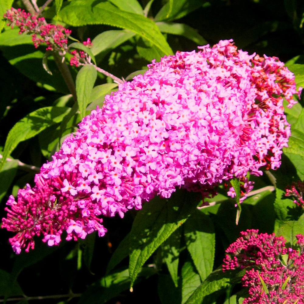 Buddleia Pink Delight (9cm)