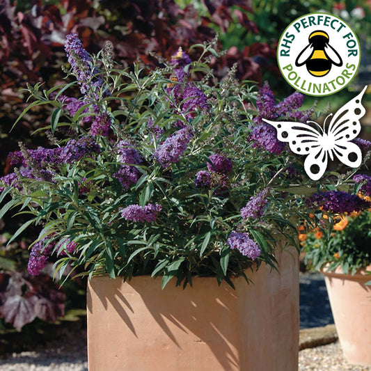 Buddleia Buzz Lavender (9cm)