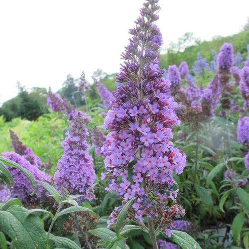 Buddleia Lochinch (9cm)