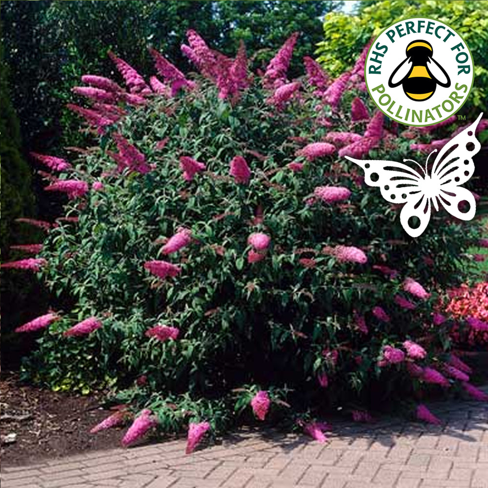 Buddleia Sugar Plum (9cm)