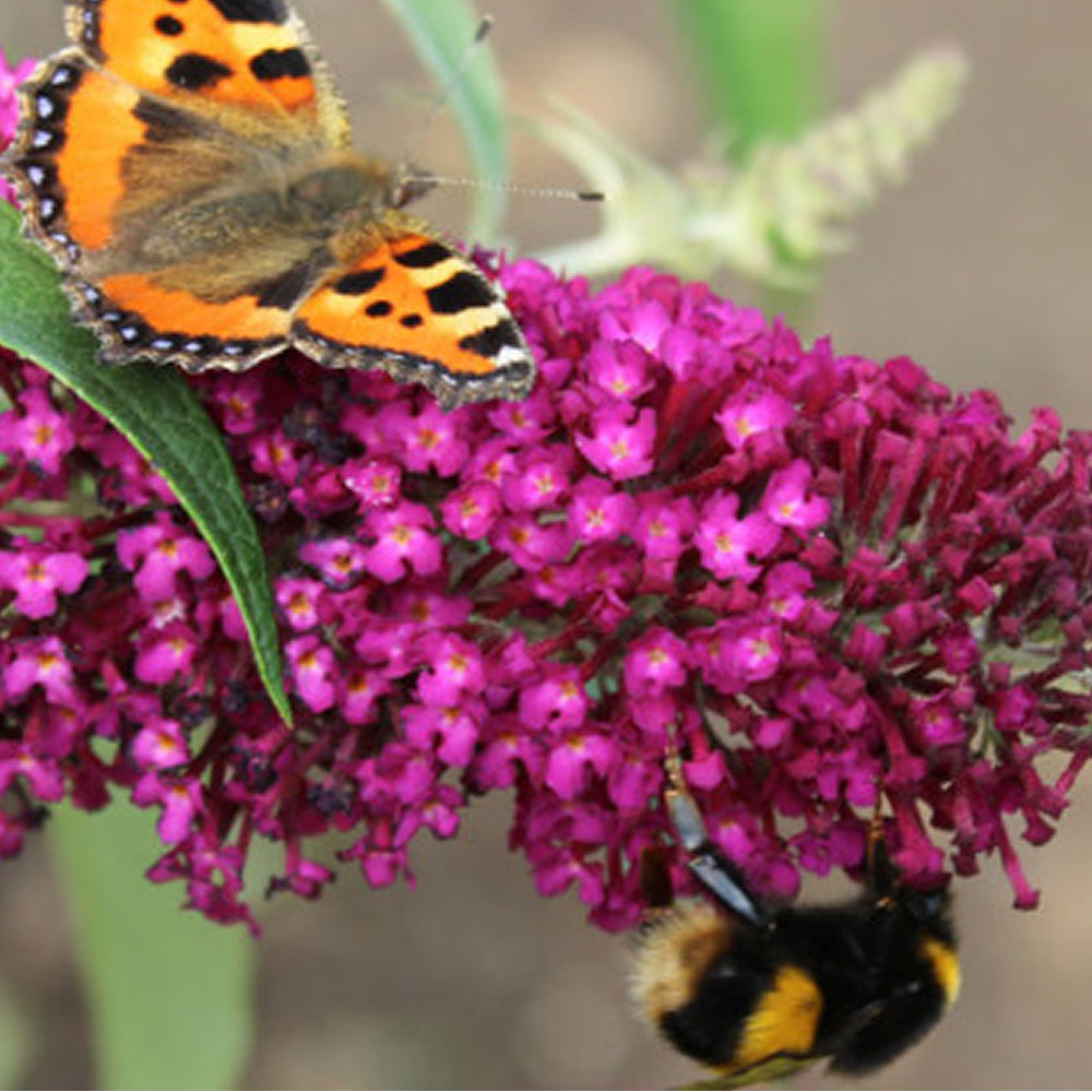 Buddleia Sugar Plum (9cm)