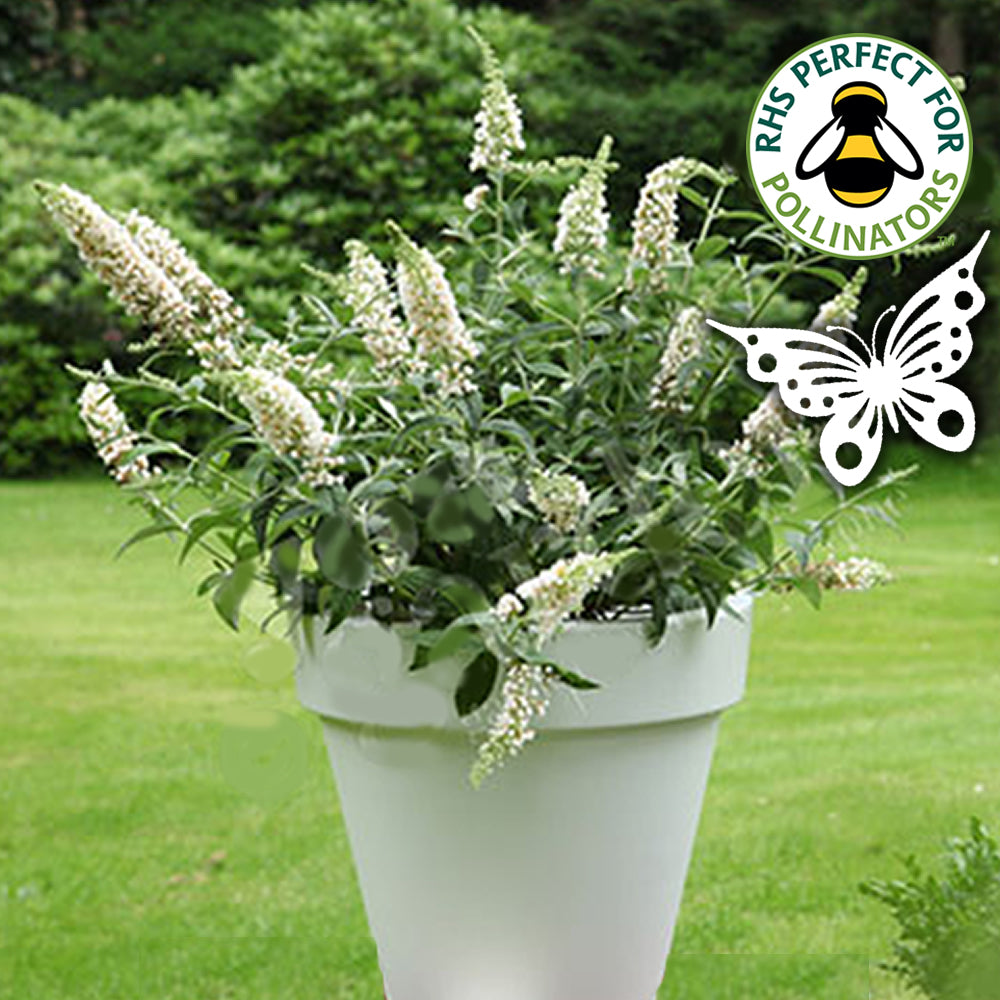 Buddleia Marbled White (9cm)