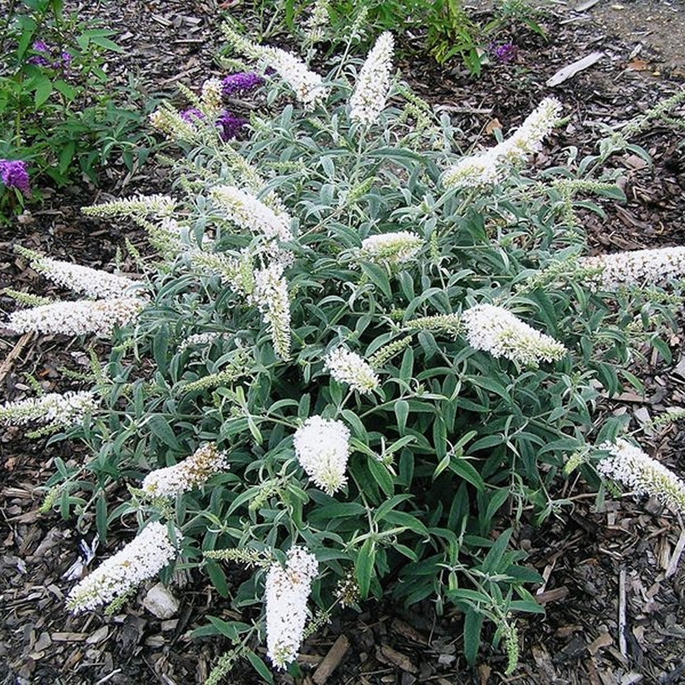 Buddleia Marbled White (9cm)