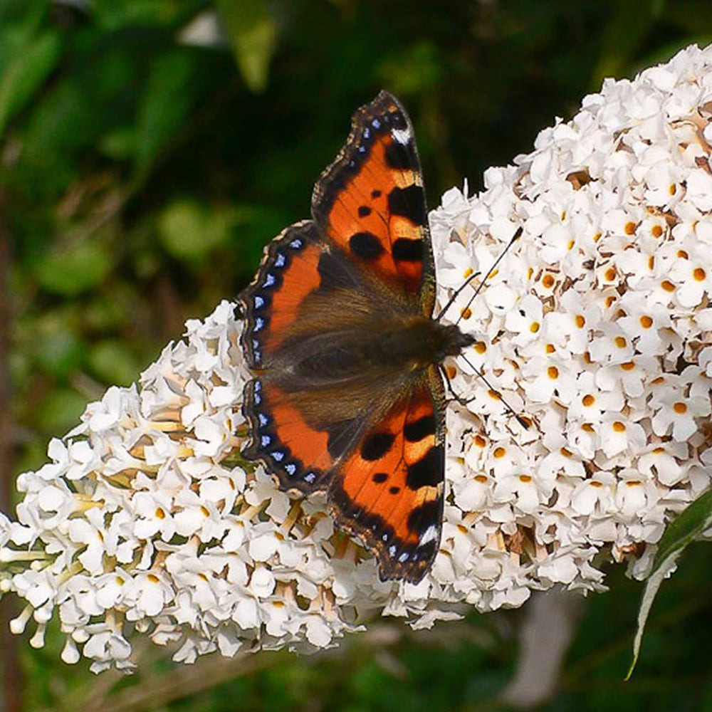 Buddleia Marbled White (9cm)