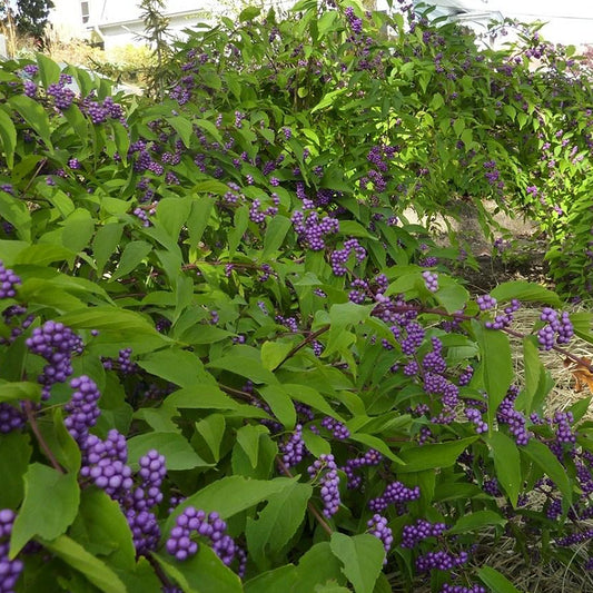 Callicarpa Profusion (9cm)