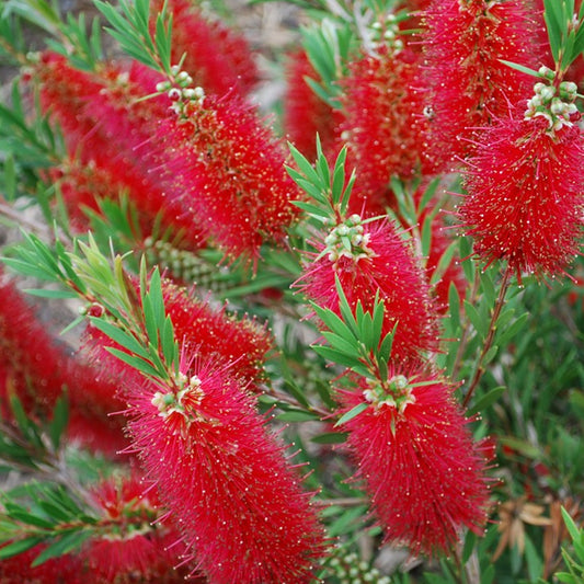Callistemon Red Cluster (9cm)