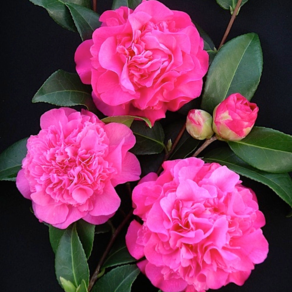 Camellia Debbie (9cm)