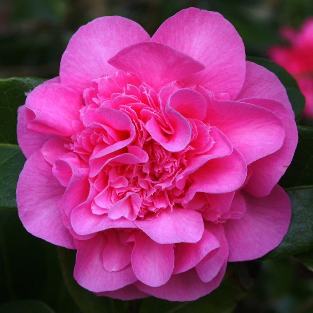 Camellia Debbie (9cm)