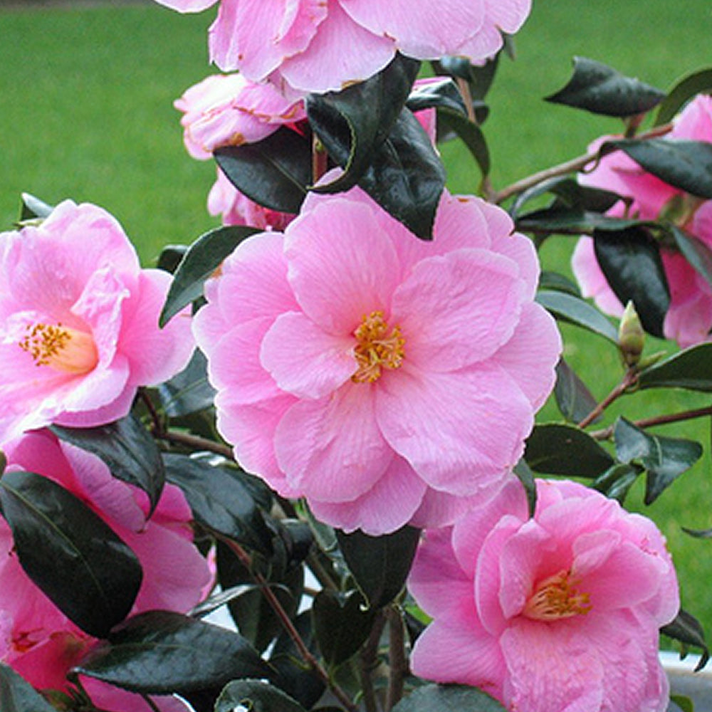 Camellia Donation (9cm)