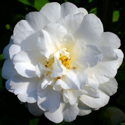 Camellia Onetia Holland (9cm)