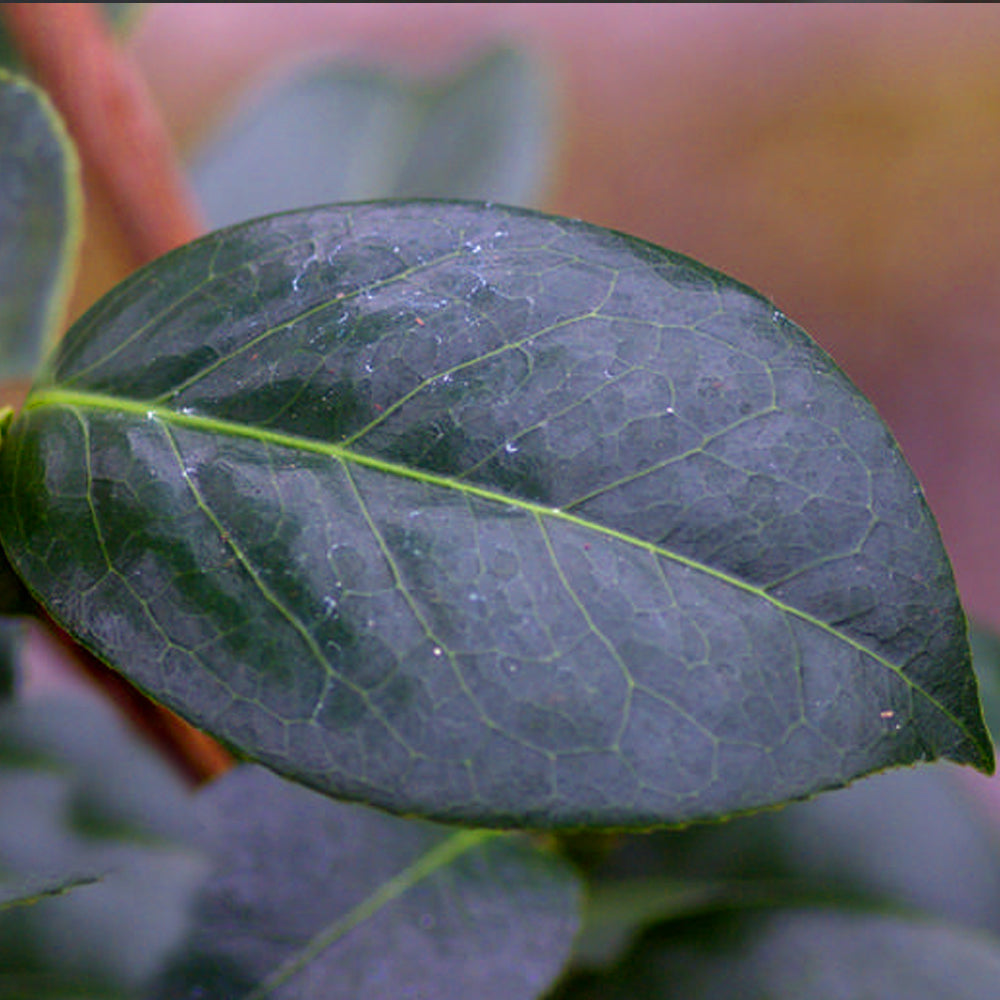 Camellia Onetia Holland (9cm)