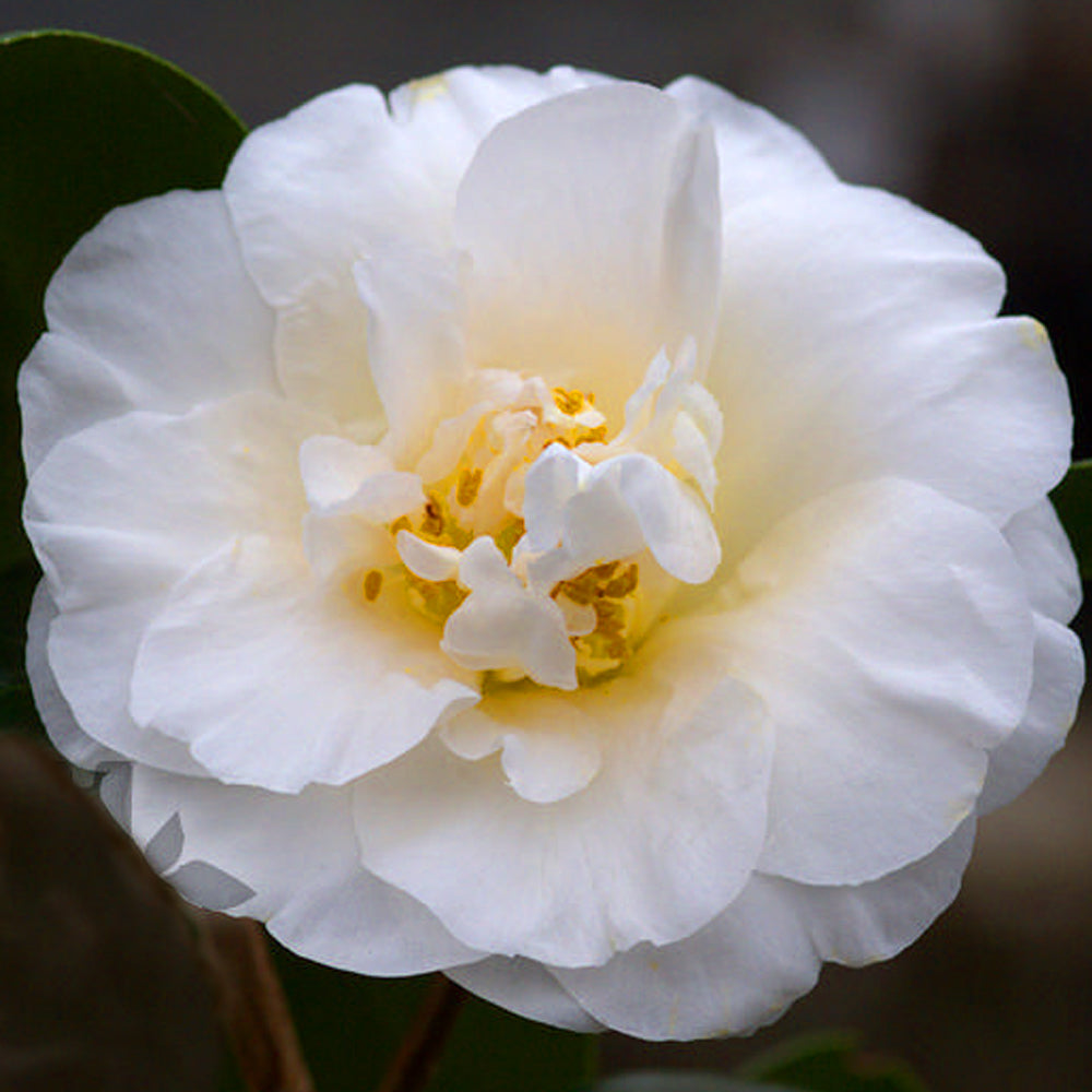 Camellia Onetia Holland (9cm)