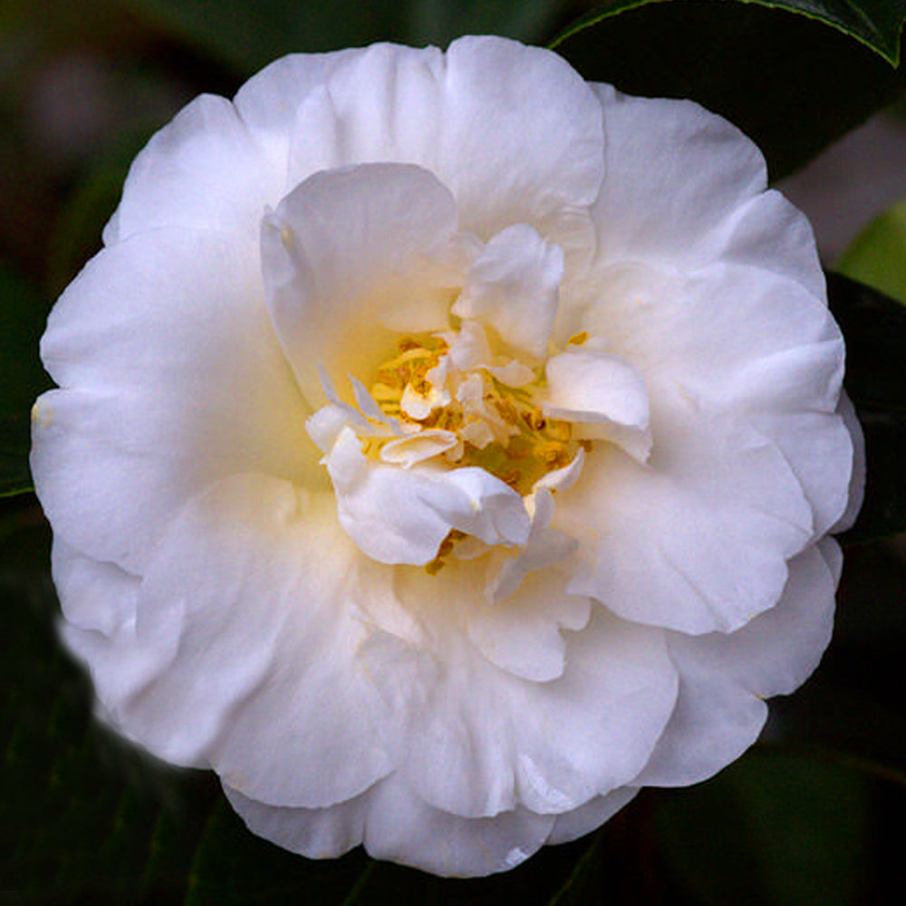Camellia Onetia Holland (9cm)