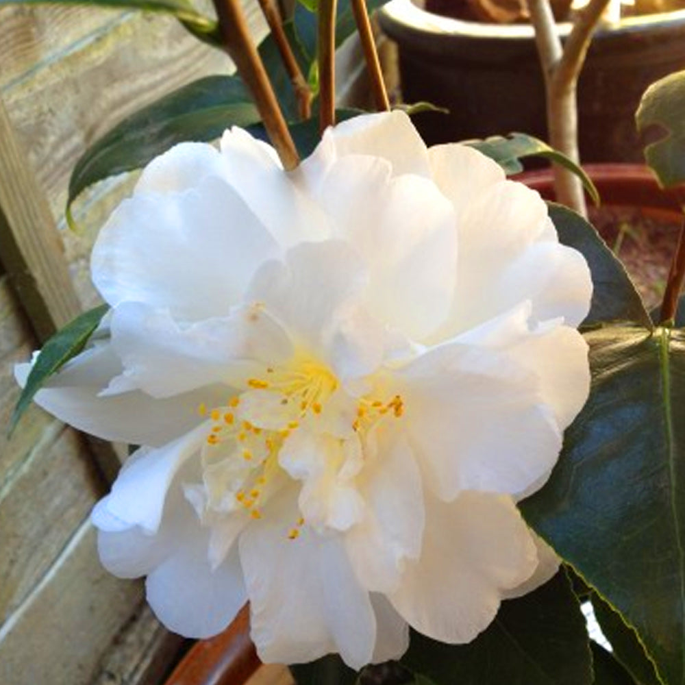 Camellia Onetia Holland (9cm)