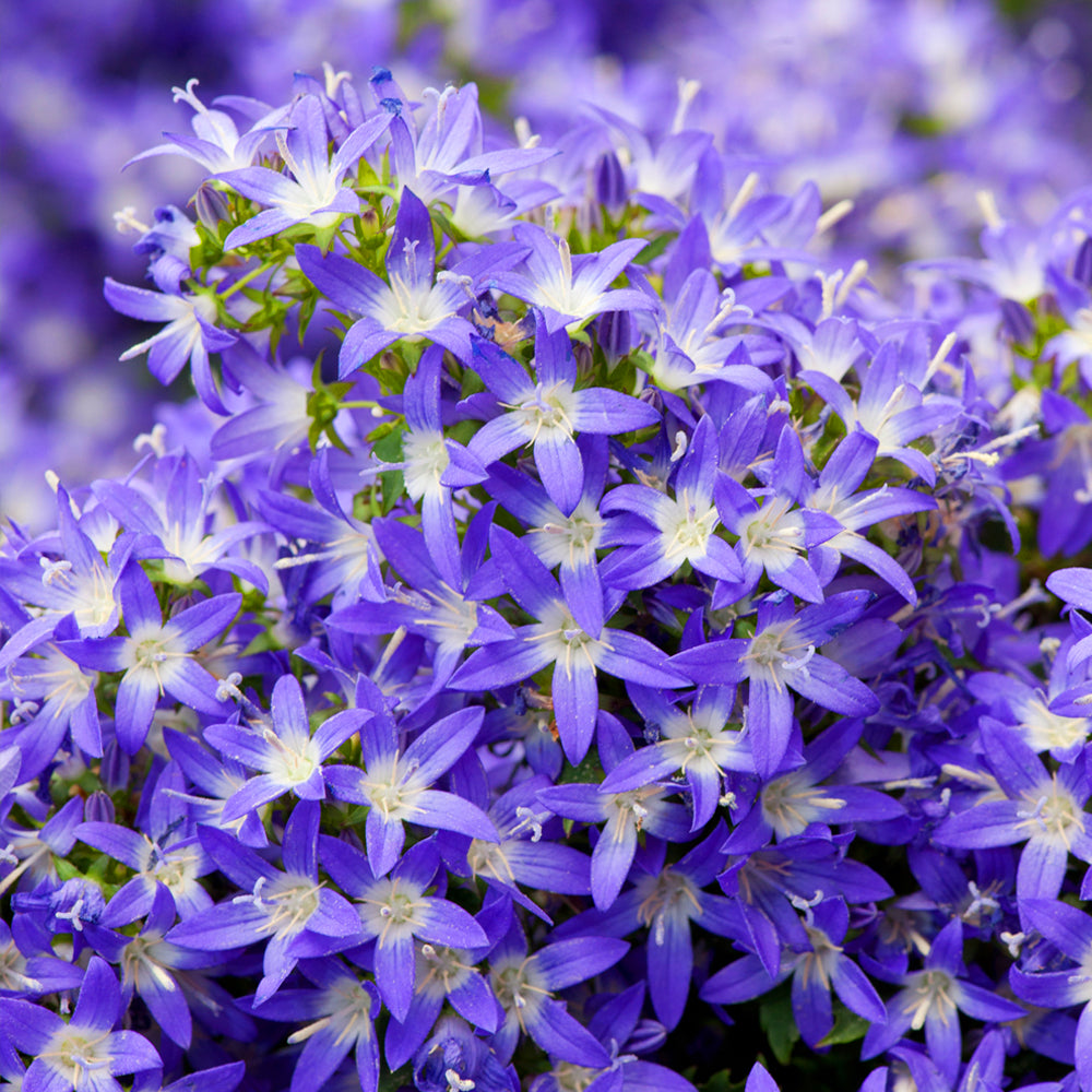 Campanula Poscharskyana (9cm)