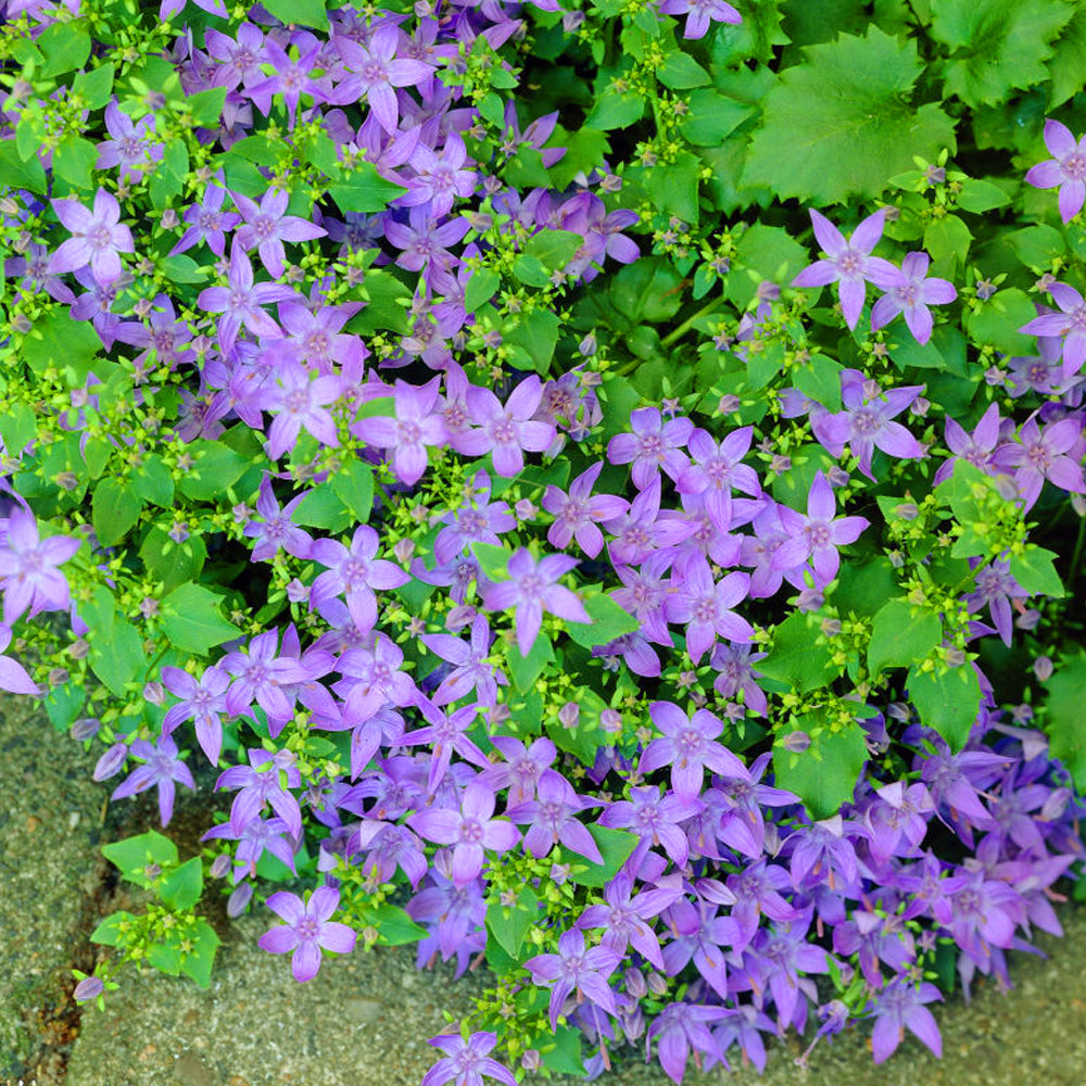 Campanula Poscharskyana (9cm)