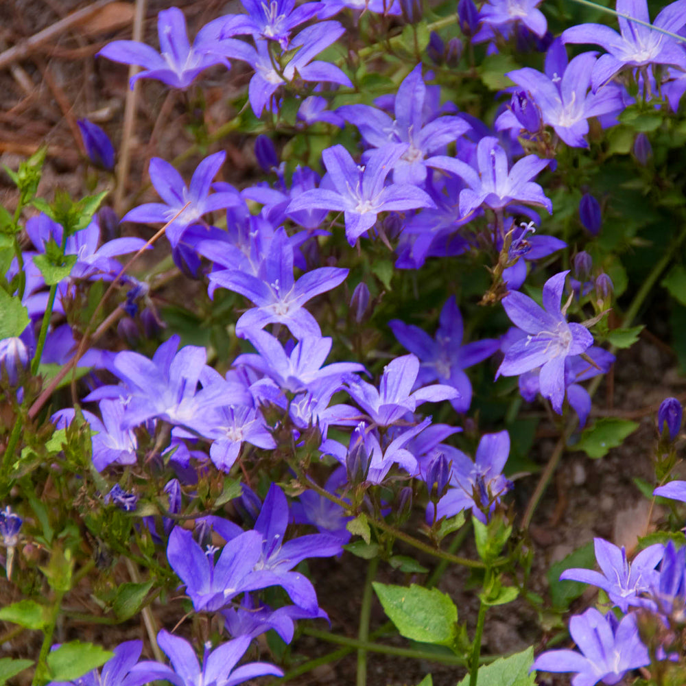 Campanula Poscharskyana (9cm)