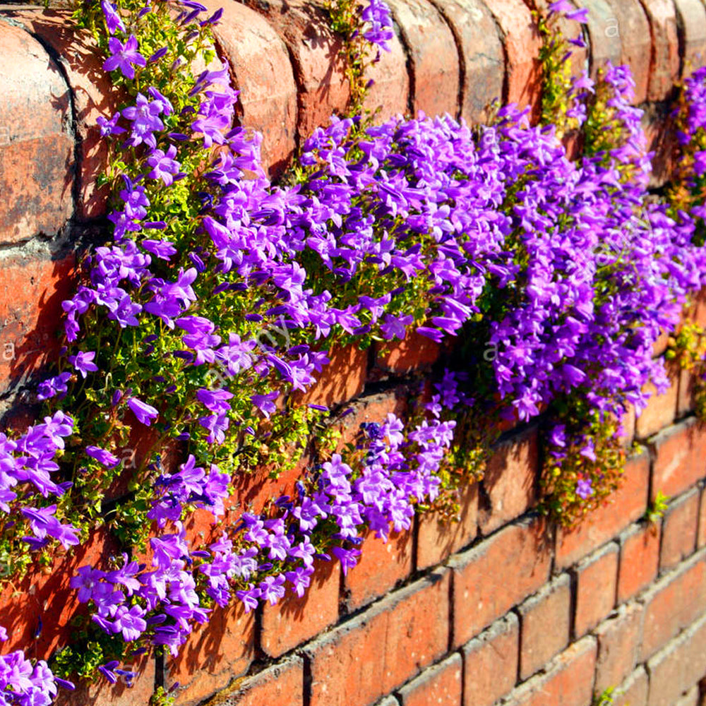 Campanula Poscharskyana (9cm)