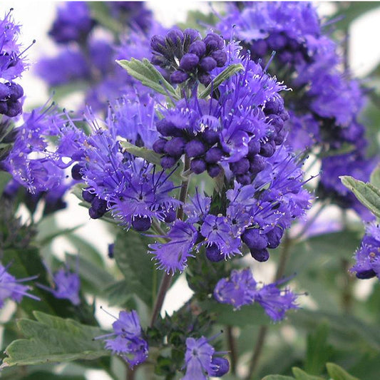 Caryopteris Dark Knight (9cm)