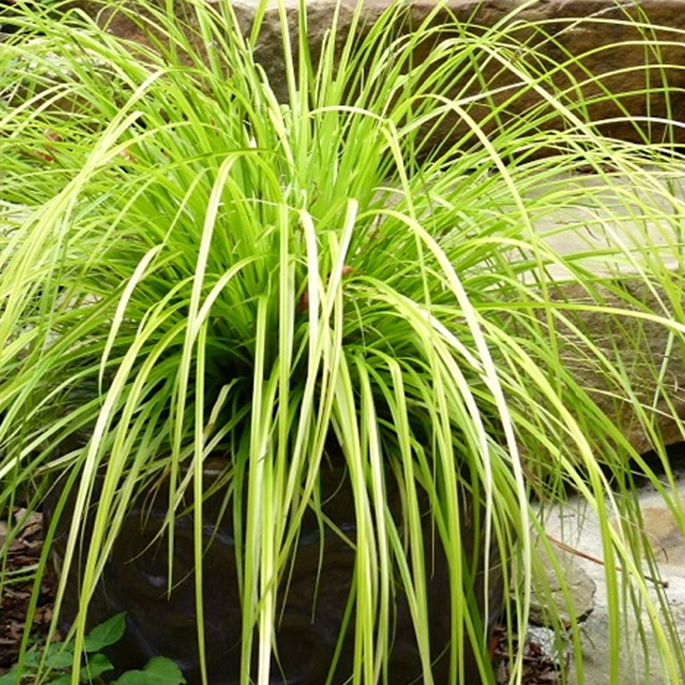 Carex Everillo (9cm)
